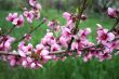 branch of peach