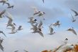 Flying seagulls.