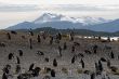 Many penguins near Ushuaia.