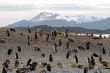 Many penguins near Ushuaia.