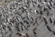 Many penguins near Ushuaia.