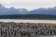 Many penguins near Ushuaia.