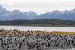 Many penguins near Ushuaia.