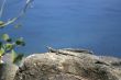 Mabuia Lizard