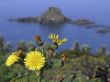 Flowers on the coast