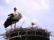 Storks