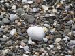 Shells