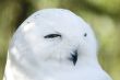 Snowy owl face