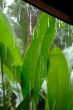 Tropical rain in garden.