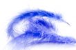 blue feather close up