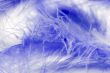 blue feather macro