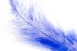 feather macro