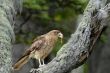 A photo of a bird with a beak full of worms and grubs