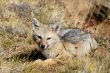 Lying grey fox