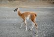 One standing baby guanaco