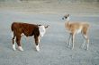 Baby`s guanaco and calf bull