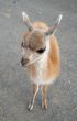 A photo of baby of guanaco