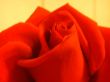 Bright rose of red color - soft focus