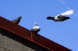 Pigeons on the roof