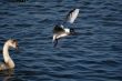 gray swan and flying seagull above water