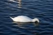white swan is diving in to water