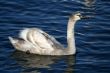 Graceful gray swan on a water of lake