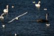 white swans and flying seagull above water