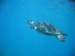 Sea Turtle