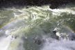 Iguassu (Iguazu; Igua