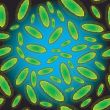 bacteria