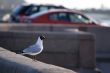 seagull seating on the granite embankment