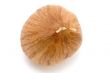 hazel nut macro