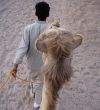 Bedouin With Camel