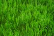 Texture of green grass