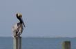 Perched Pelican