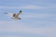 Laughing Gull