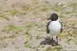 Laughing Gull