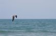 Laughing Gull