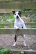 Staffordshire Puppy