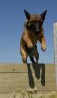 jumping malinois