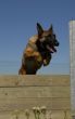 jumping malinois