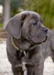 puppy italian mastiff