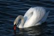 Graceful white swan on a water of lake