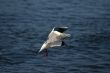 seagull is in flight and blue water