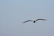 white seagull is flying in the sky