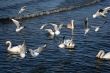 lot of seagull and swans in the water of gulf