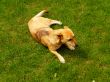 a dog lies on a grass