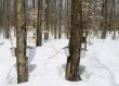 Maple syrup season, springtime