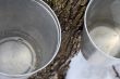 Maple sap in buckets attached to a tree