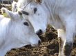 White cows